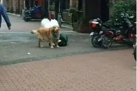 如果你突然晕厥，你家狗狗会怎么做？图片