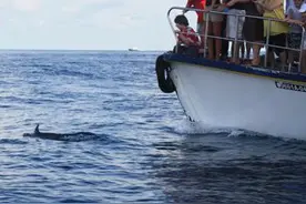 惊喜！在马尔代夫深海见到海豚群图片