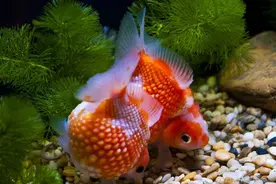 丰富生活的新的观赏宠物，养金鱼的乐趣图片