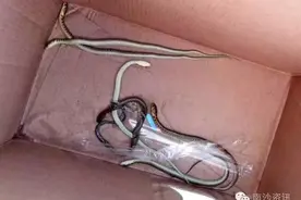 南沙某出租房内下水道突然跑出二十多条蛇！骇人听闻！图片