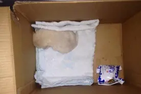 路上收养的小奶狗，长大后萌哭了人！可是最后却被安乐死了...图片