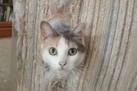 网友“痛诉”养猫的12个辛酸体验，看完却有种不得不爱的感觉~图片