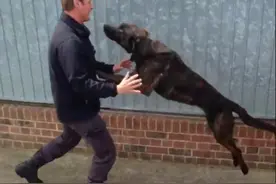 警犬和训导员重逢一幕让人感动，大狗小狗都抢着要抱抱图片