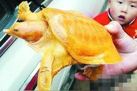 农妇捡同一只黄金甲龟数次，放生后的结果让人大跌眼镜图片