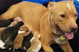 刚生完小狗的母狗就被人扔在外面，狗妈妈为照顾孩子都不敢乱走图片