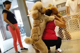五佳|当一个理发师决定转行去给宠物剪毛......图片
