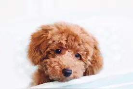 你知道养泰迪的最大好处是什么吗？是一生都不用换毛图片