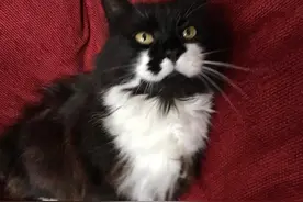 贴心老猫每天送主人一个玩具娃娃，虽然都是它偷来的图片