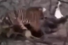 老虎飞骑鳄鱼身上狂咬猛击，鳄鱼疼得血盆口大张，场面精彩！图片
