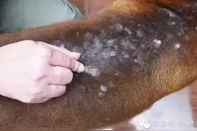 狗狗为了不饿着自己的孩子，做出了这样的举动图片