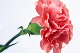 我也爱着一直爱我的你图片