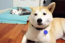 那些年被猫抢走狗窝的屈辱日子，真是太惨了！图片