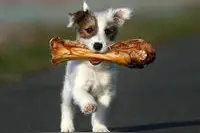 欠调教！狗狗总是喜欢翻垃圾桶，到外边也吃一些乱七八糟的东西图片