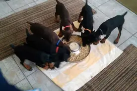 狗狗们看到食物后立马冲上前，下一秒它们的进食方式让我大开眼界图片