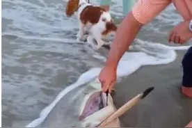 男子剖开死去鲨鱼的肚子，竟发现顽强的鲨鱼宝宝们图片