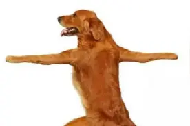 一只成精的大金毛，这婀娜的舞姿图片