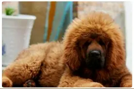 德国藏獒大丹犬VS中国藏獒，到底鹿死谁手图片