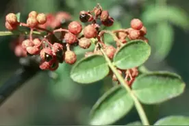 这么多年你都不知道吧？四川人爱吃的花椒原来可以抗癌图片