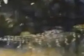 美洲豹河中大战鳄鱼，胜负只在一瞬之间，可结果却出乎意料图片