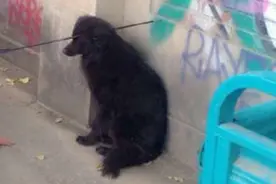 北京一只黑色小狗被箭射穿头部，太残忍！图片