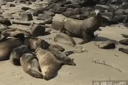 大爱萌宠控第234：万万没想到，所有的动物对激光笔都毫无抵抗图片