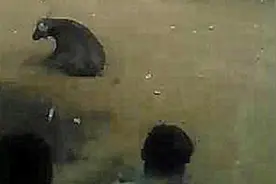 凯里下司一“红眼”斗牛袭人被当场击毙图片