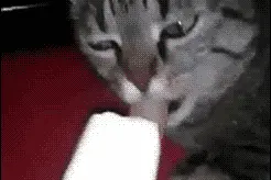 喵妹纸吃雪糕，吃吃吃图片