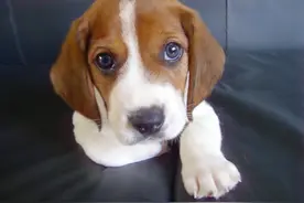 这些狗狗可是萌宠界典型的懒货，它们可不会给你看家护院图片