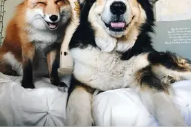 传说中的狐朋狗友！家养牧羊犬和野生狐狸亲密无间！图片