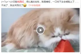 这短吻鳄偷的不是肉，而是一个西瓜图片