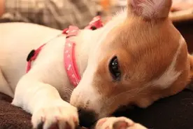 当狗狗出现吞咽障碍和流涎时，可能是咽炎悄悄来袭！图片