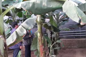 北方的温室，一样可以种植香蕉，木瓜，火龙果，甘蔗，百香果图片