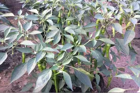 盆栽辣椒，可食，可观，可养图片