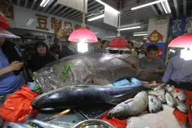 青岛渔民捕到巨型石斑鱼 重305斤 大到没朋友 价值三万多图片