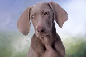 狗狗吃肉体质会变弱，在肠胃里还会生出大量寄生虫你知道吗？图片