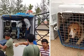 42只比格犬被救出后，它们立即笑的非常开心！图片