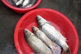 骆马湖2个小时鱼获，钓鱼最爽的一次！图片