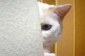 猫猫狗狗：“主人你在干啥呢？能不能让我也看看？”图片