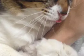 一只特殊的小猫“承包”了主人一只胳膊！萌化了！图片