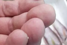 日本网友发现迷你到不可思议的河豚小小孩，无辜表情快萌到炸啦图片