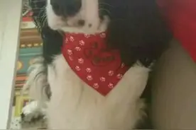狗崽子们慢慢长大了图片