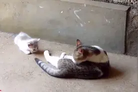 调皮的小喵咪被大猫咬住脖子后一阵惨叫，没想到引来了狗狗的关心图片