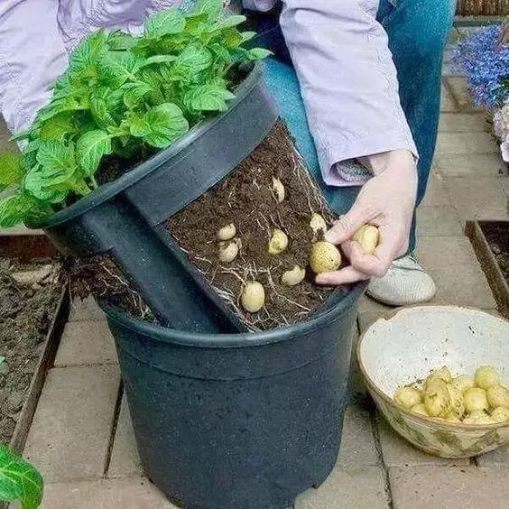 鱼鳞编织袋