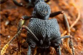 世界上咬人最痛的动物居然是小小的它图片