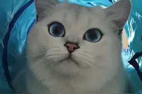 有着魔性眼珠的空灵系美猫，世间难遇。图片