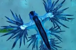 动画片中的蓝色海怪竟然真的存在，“海牛”你隐藏的太深了图片