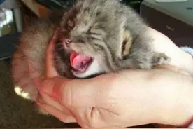 农夫在仓库捡到4只小猫咪，可它们越长大越觉得那里不对劲！图片