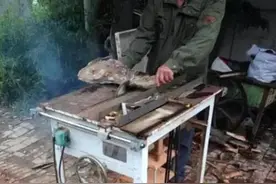 崖柏开料，香味满满！图片