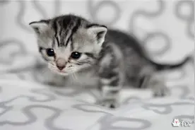 猫咪宝宝被人偷走 ！主人急，猫妈妈更着急！图片