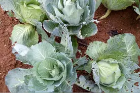 城里同学们，这10种蔬菜认识6种才能毕业图片